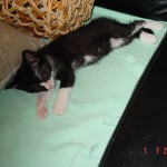 Lola - Chaton longs poils