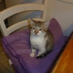 Adorable petite chatte sur son coussin