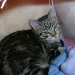 Joli Chat tigré pas farouche