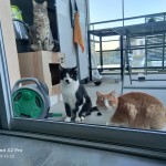 perdus, disparus, maltraitance , TRAFFICS